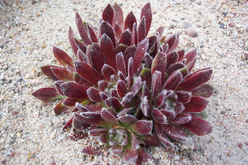 sempervivum arachnoideum f.rubin